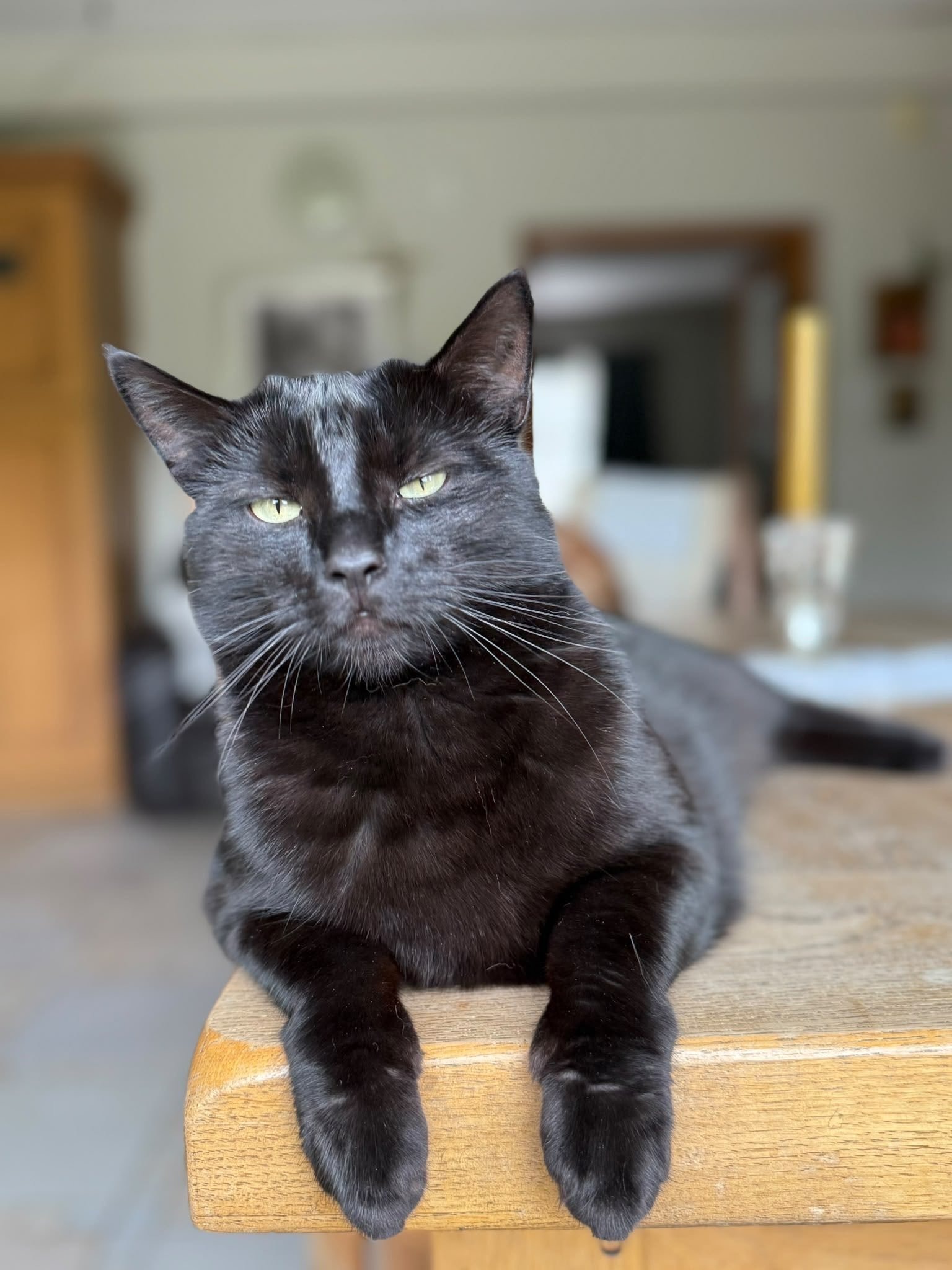 Ink Cat lying on the table — the original tap